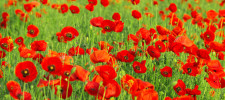 flower-poppy-field